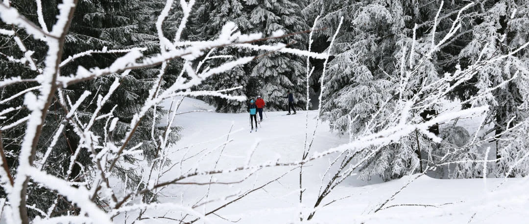 ROSSIGNOL Rossignol Tour Step In Fixations Ski De Fond 3 ROSSIGNOL Rossignol Tour Step In Fixations Ski De Fond - Image 3